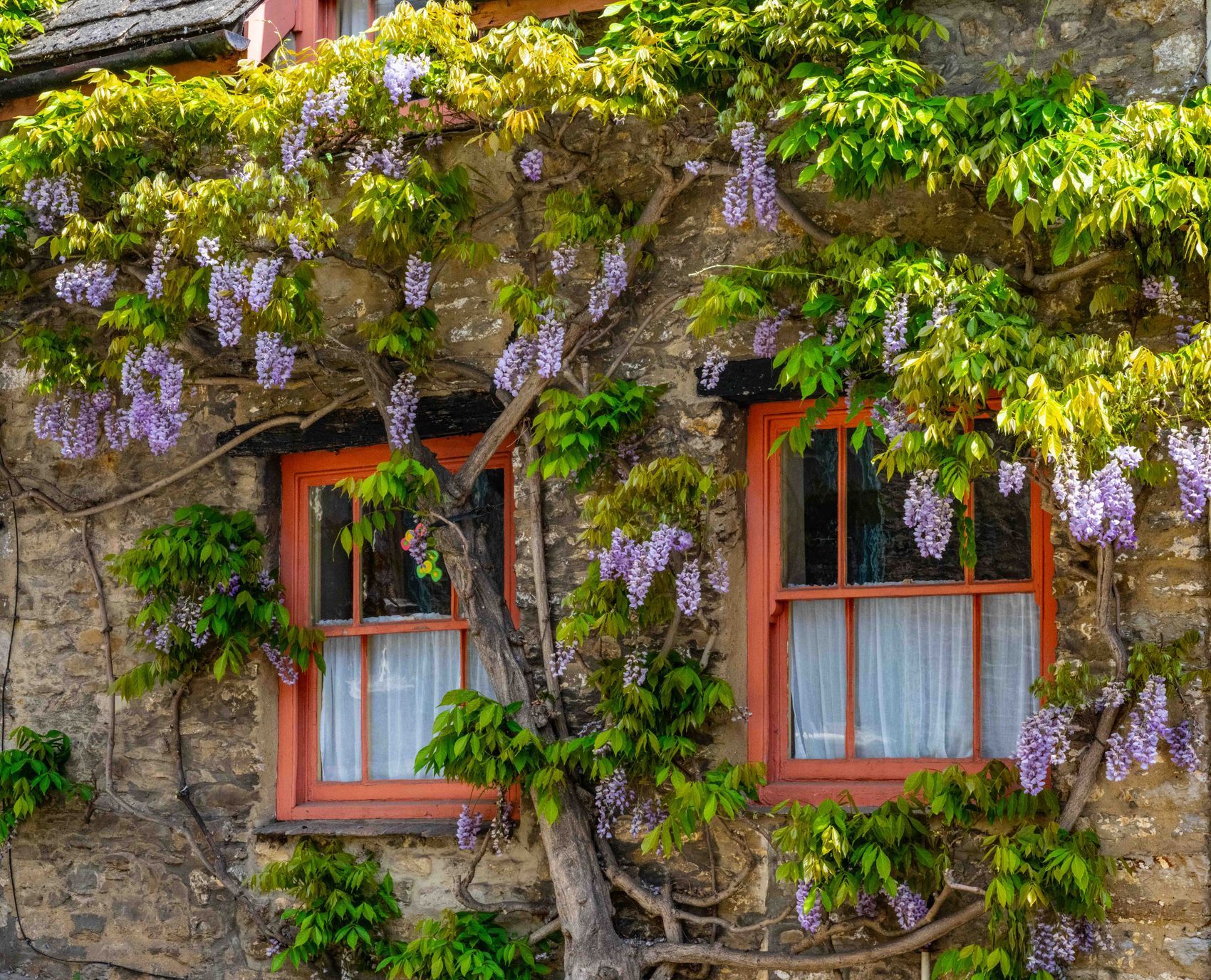 Painted cottage windows under wisteria on a stone wall